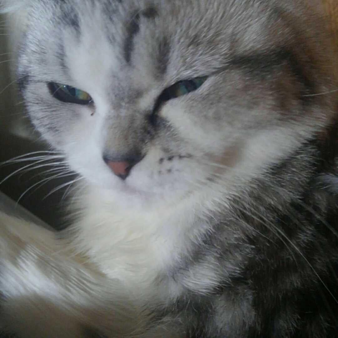 こん