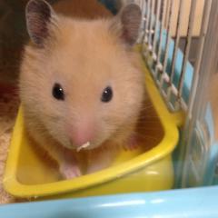 りおりのトーク