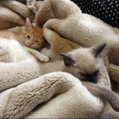 やっす〜のトーク