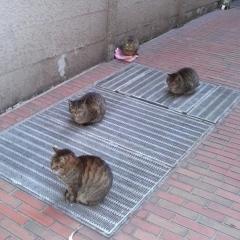 猫だまりのトーク