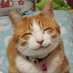 猫好き