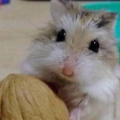 メメボシのトーク