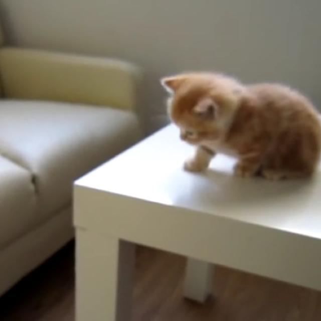 ニャンコのトーク