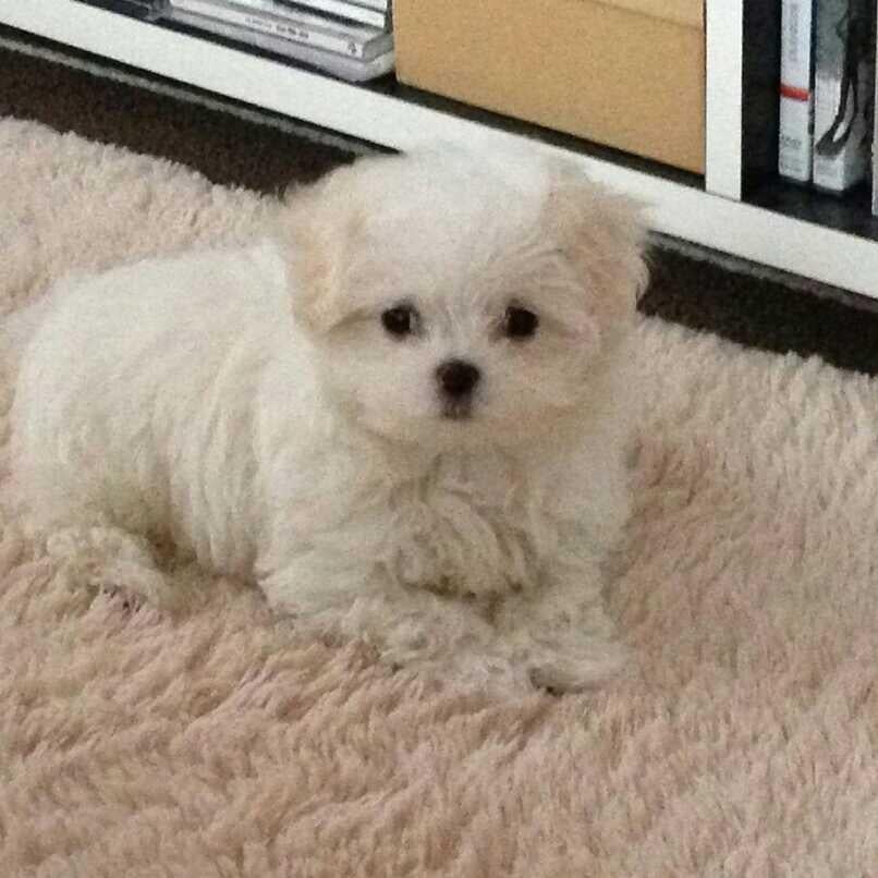 つーくんのトーク