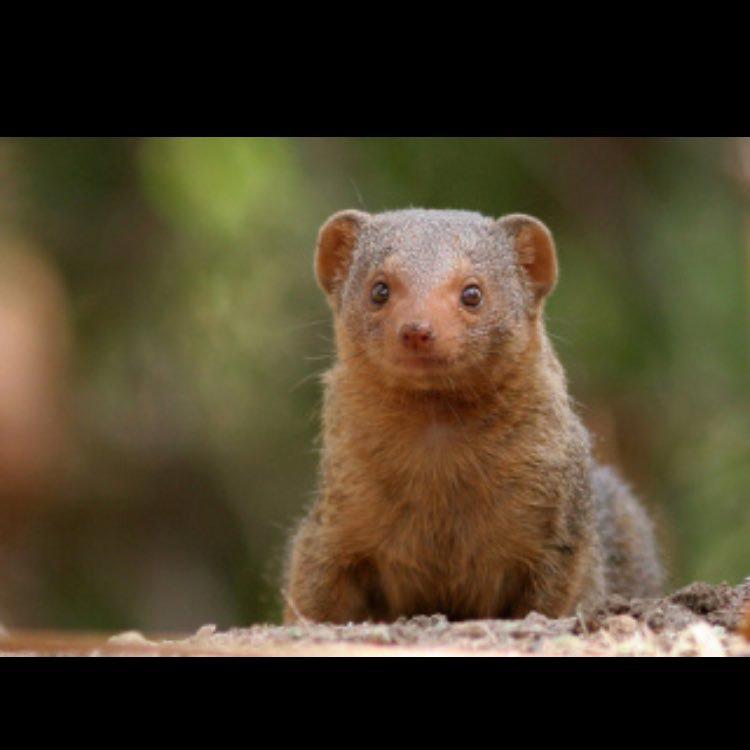 ぱんだのていおうのトーク