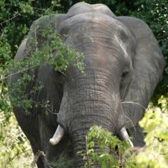 アフリカ旅行画像