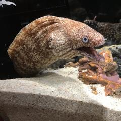 ピチュのトーク