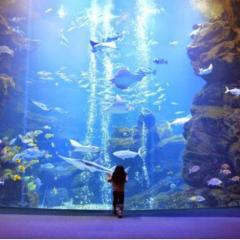 よっしーはるのトーク