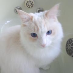 さかだい