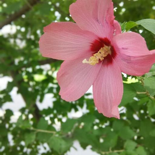 🎒🔥🍊🌻🍋🍀🐳🌊👤😈🍠🌸🐷