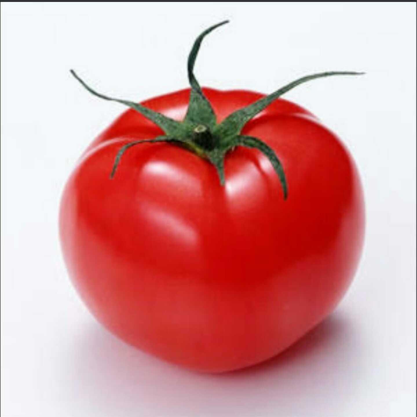 tomatoのトーク