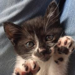 やっぱり猫が好き