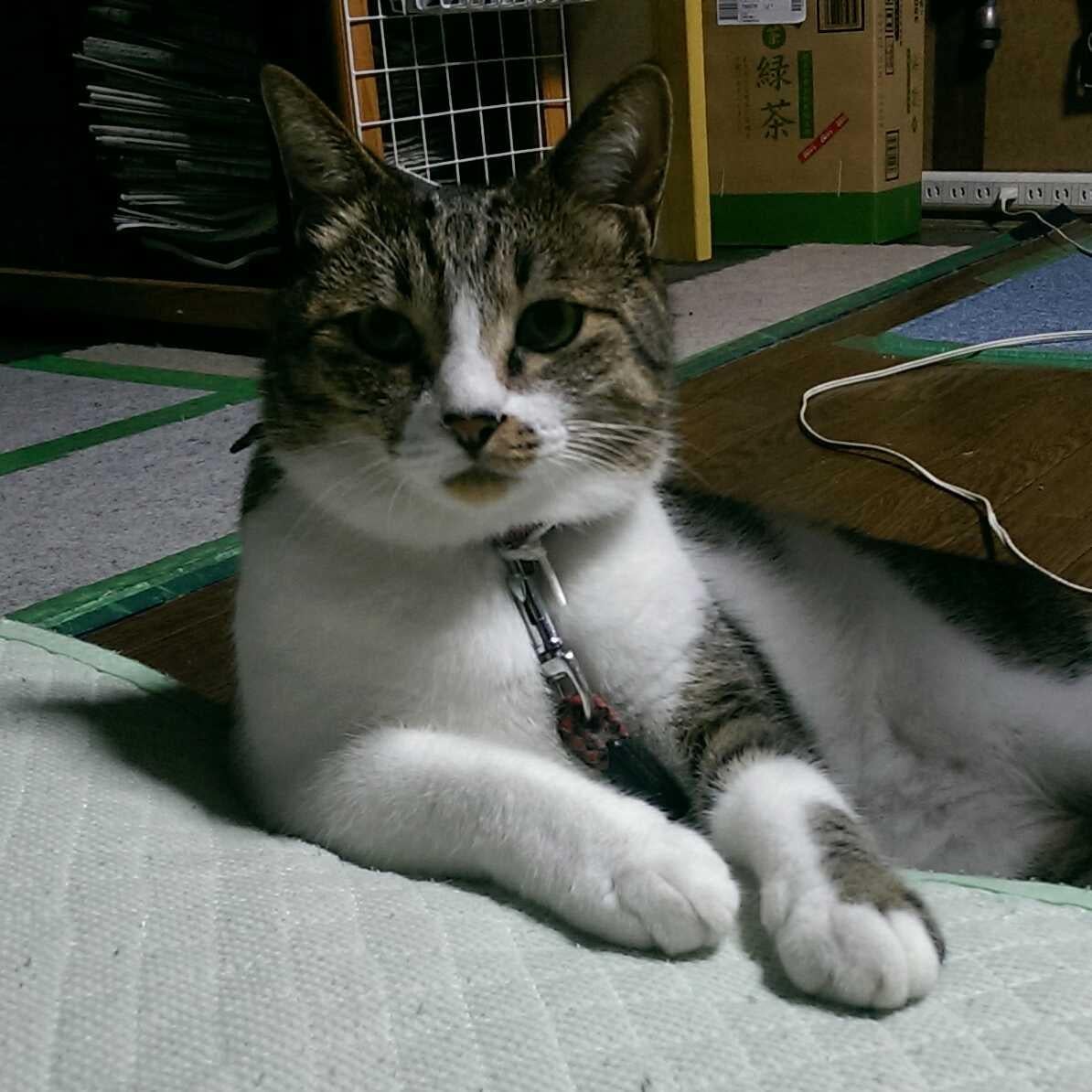 愛知のイチゴさん♪