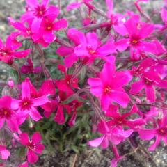 akari◢のトーク