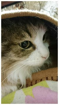 マロンのトーク