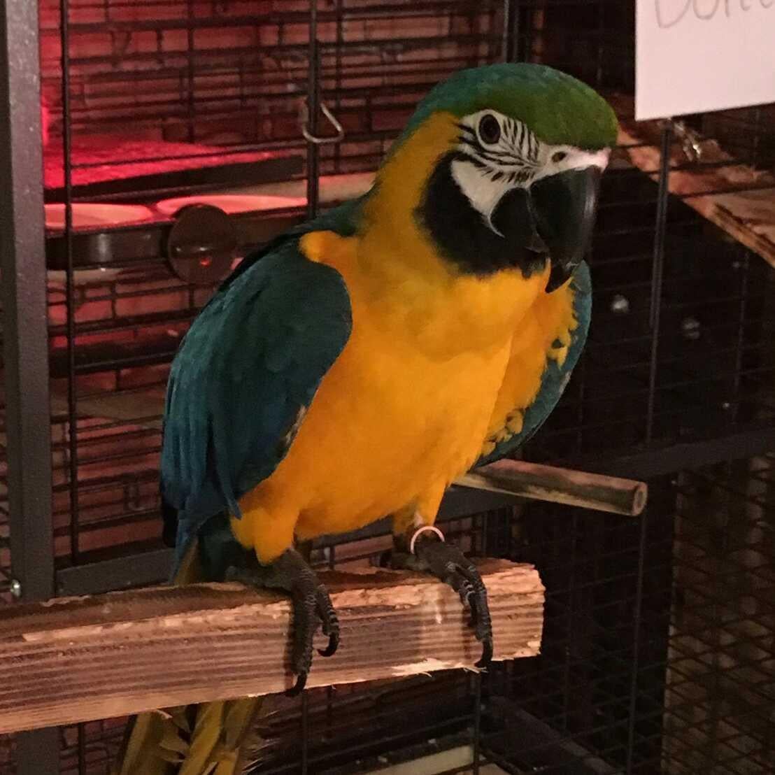 らむきち