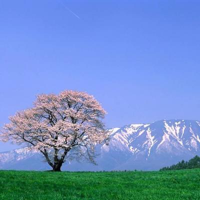 aki