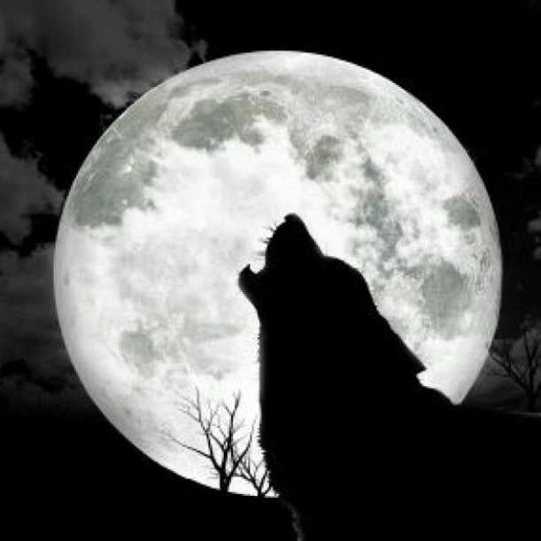 wolf sapporo