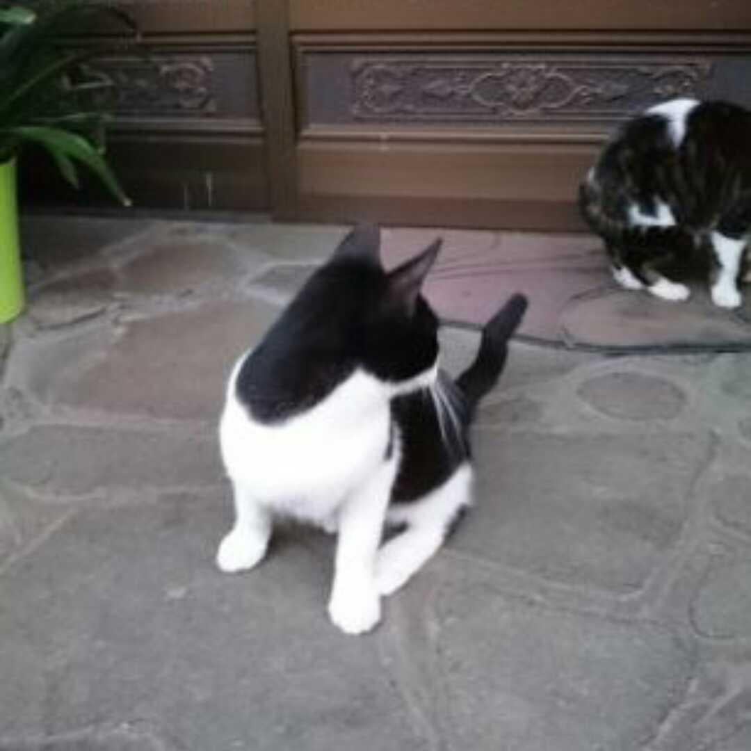 かっとも改めかっちゃん改めかっつー