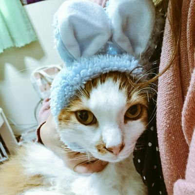 めー(⊃´-`⊂).。o○