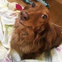 からあげアップルパイ