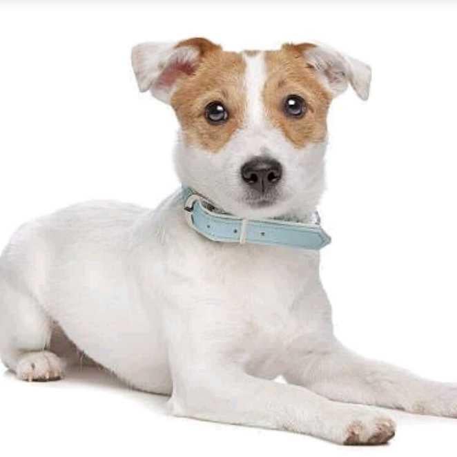 (ミクチャ)ボーの仲良くしよう‼