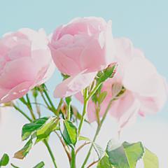 ちさ
