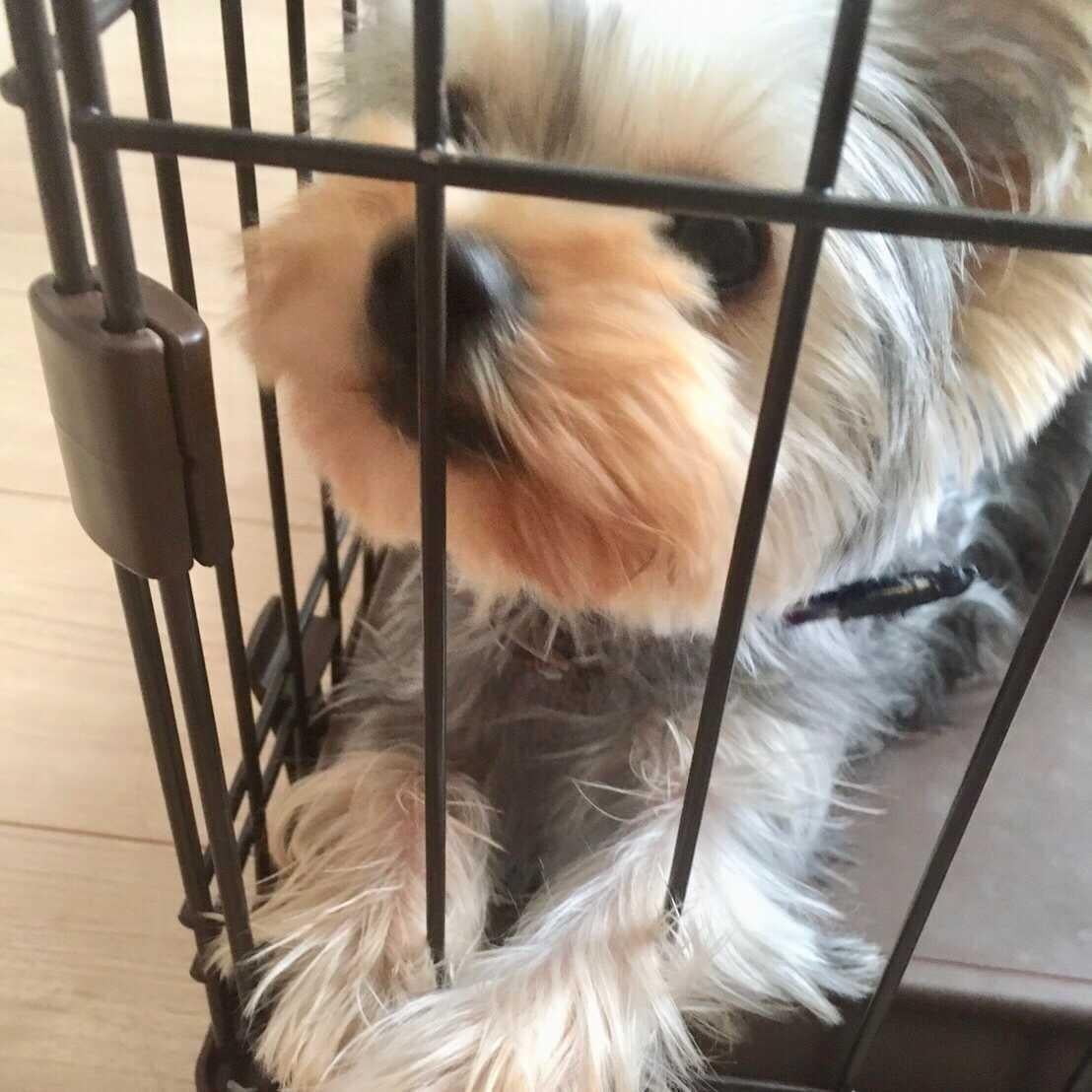 どや元