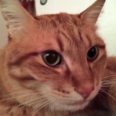 Many Fantastic Color