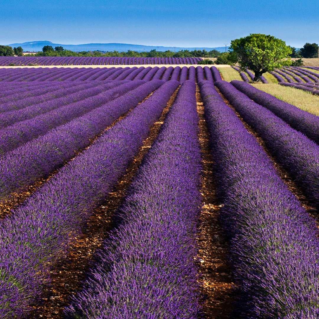 みかんのトーク