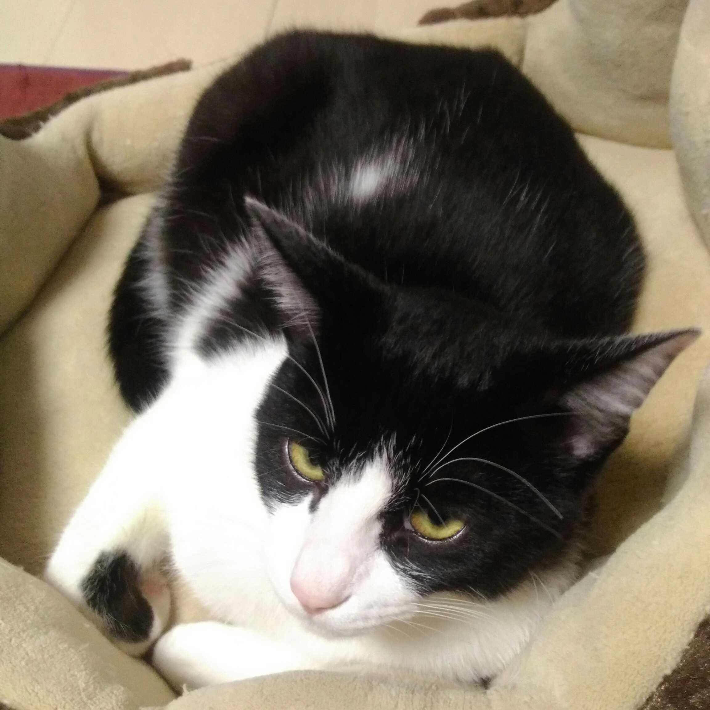 ぶけにゃんのトーク