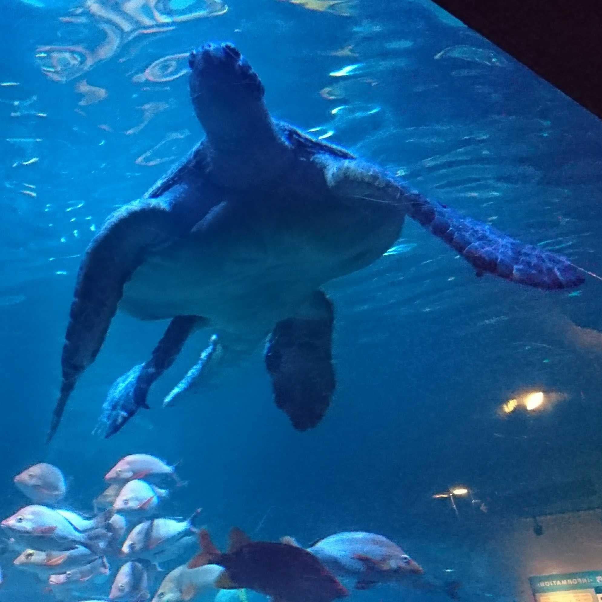 若(乃木坂応援中)