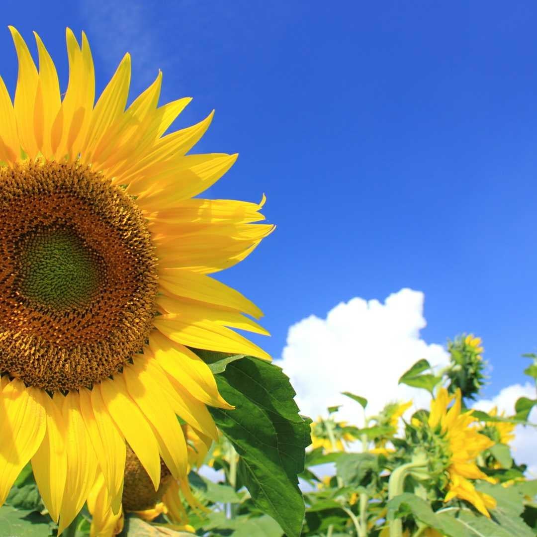 主は30代の男です☆ 30代40代の雑談が出来たら良い夏な！