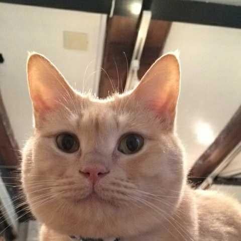 猫田係長