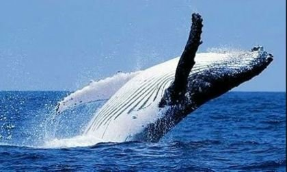 くじら🐳