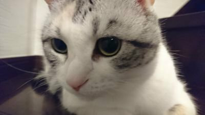 かいコロ