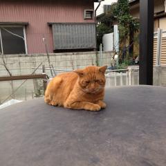 ちゃあたろうのトーク