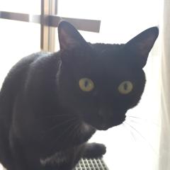 から揚げ屋のパパのトーク