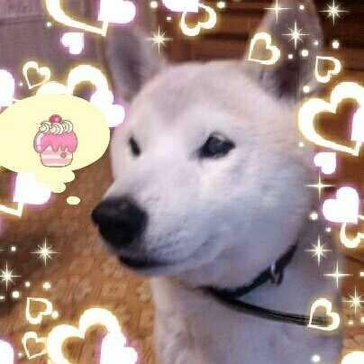 愛