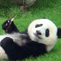 ぱんだ