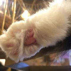 AKB48本店DDヲタク