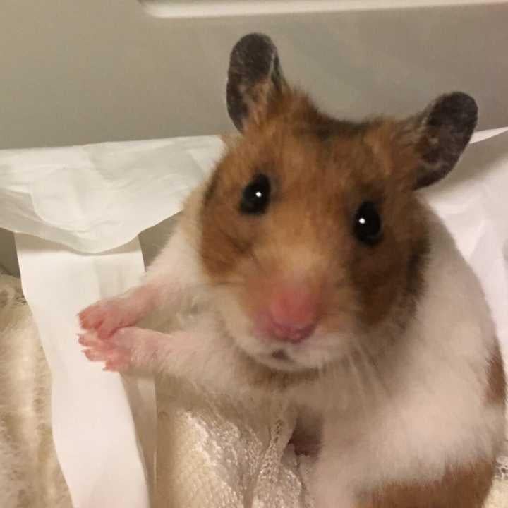 ゆかっぴのトーク