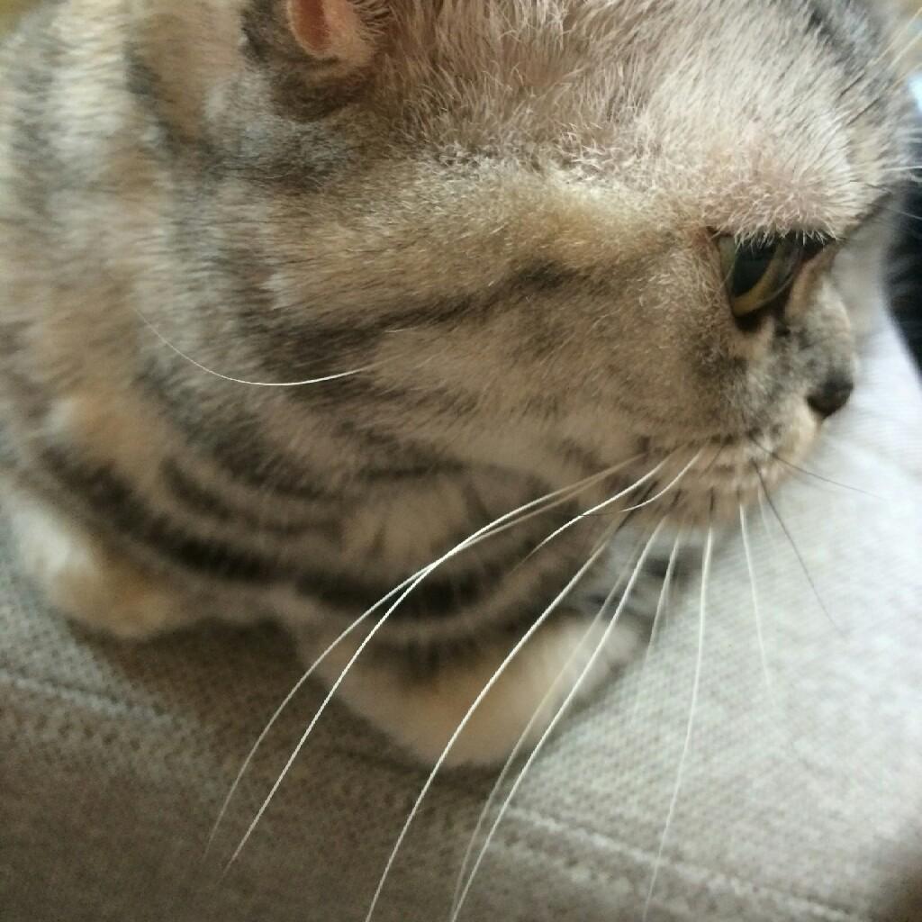 いちひこ