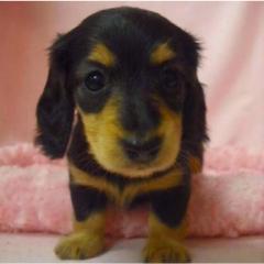 らっこのトーク