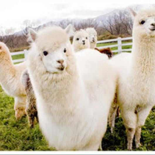 あさかのトーク