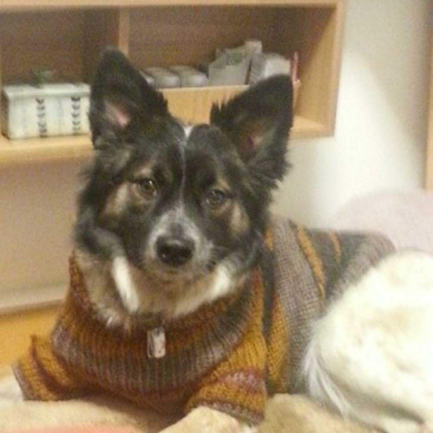 ナナ散歩だよのトーク