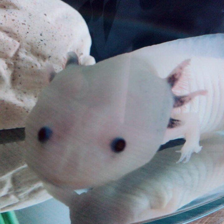 ぶんしゃか