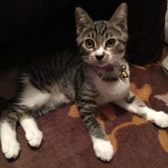 🐕人生信頼のお手🐈［ポチのトーク］