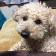 りゅうのすけ(ゾルベ)