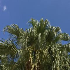 🌴🦀やしがにやしがー🏝ゴーヤー🔥